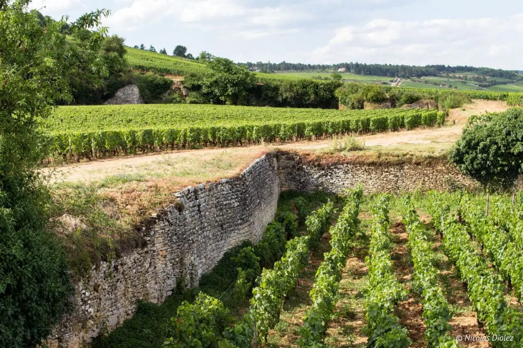 Vignes Beaune